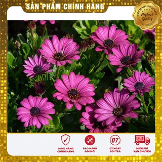 Bộ gói hạt giống cúc châu phi mix