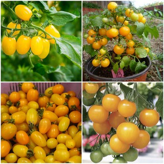 Hạt giống cà chua bi lùn quả vàng 50 hạt/ gói