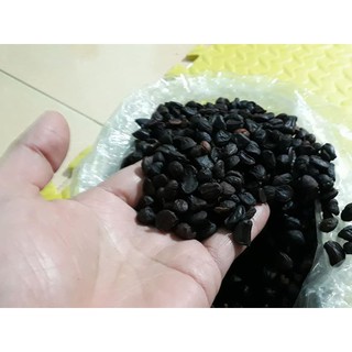 Hạt dổi rừng