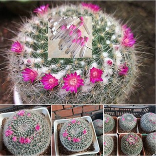 20 Hạt giống hoa xương rồng bánh sinh nhật