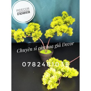 Cành Tùng Làm Cây Trang Trí -PiDecor