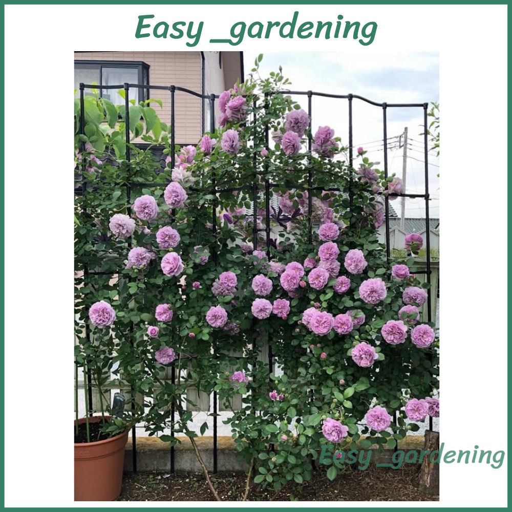 KHUNG ĐỠ, GIÁ ĐỠ HOA HỒNG LEO, KHUNG LEO ĐA NĂNG  MÀU ĐEN