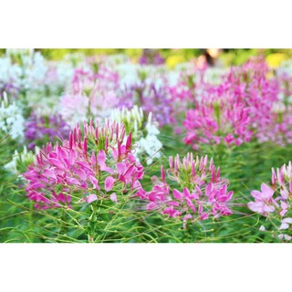 Hạt Giống Hoa Hồng Ri Mix