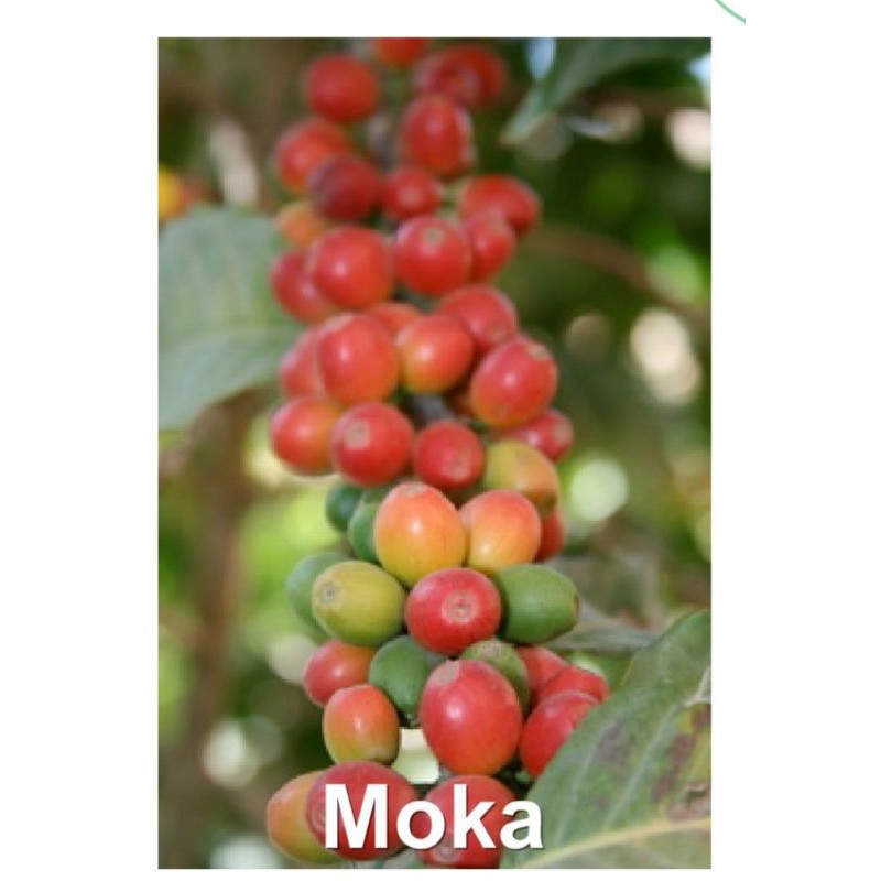 Cà phê Moka Thượng hạng Cầu Đất Đà Lạt - 100gram coffee Moka
