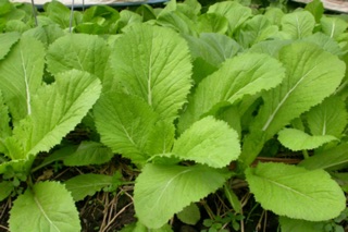 HẠT GIỐNG CẢI MƠ HOÀNG MAI (1kg)