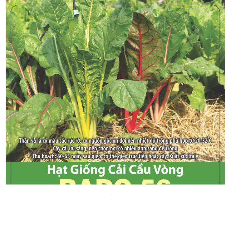 Hạt Giống Cải Cầu Vòng Dễ Trồng, Giàu Dinh Dưỡng 10gr