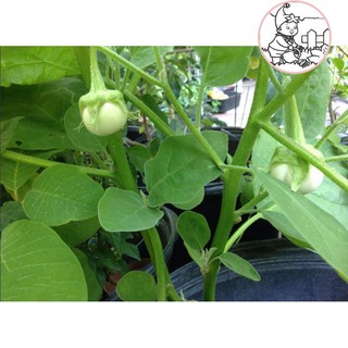 HẠT CÀ DĨA TRẮNG - GÓI 1 GRAM