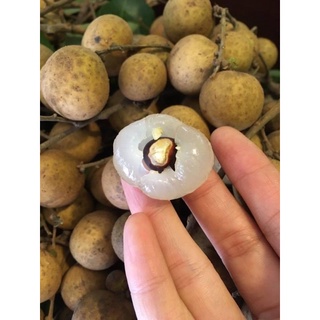 Nhãn thái cơm vàng vị ngọt 1kg [HCM]