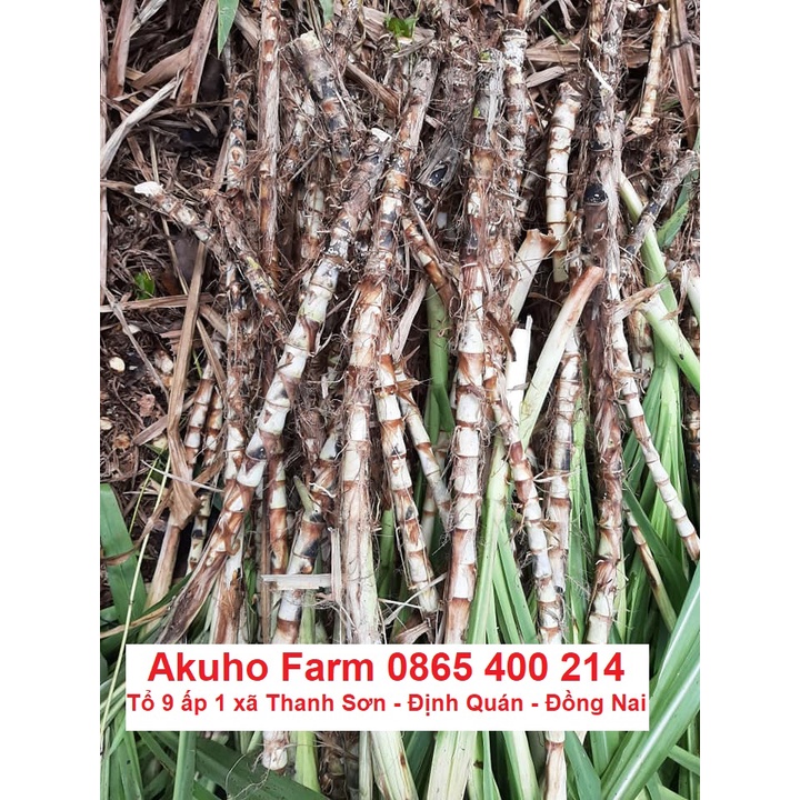 Hom Giống Cỏ Voi Lùn Đài Loan – Cỏ Sữa Đài Loan – Cỏ Lá Dứa