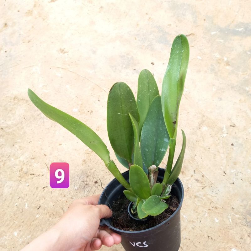 Hoa lan Cattleya Vua Cương Sơn hoa thơm