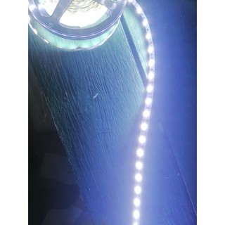 Đèn Led dây 12v chip led 5050 dài  5m màu Trắng lạnh