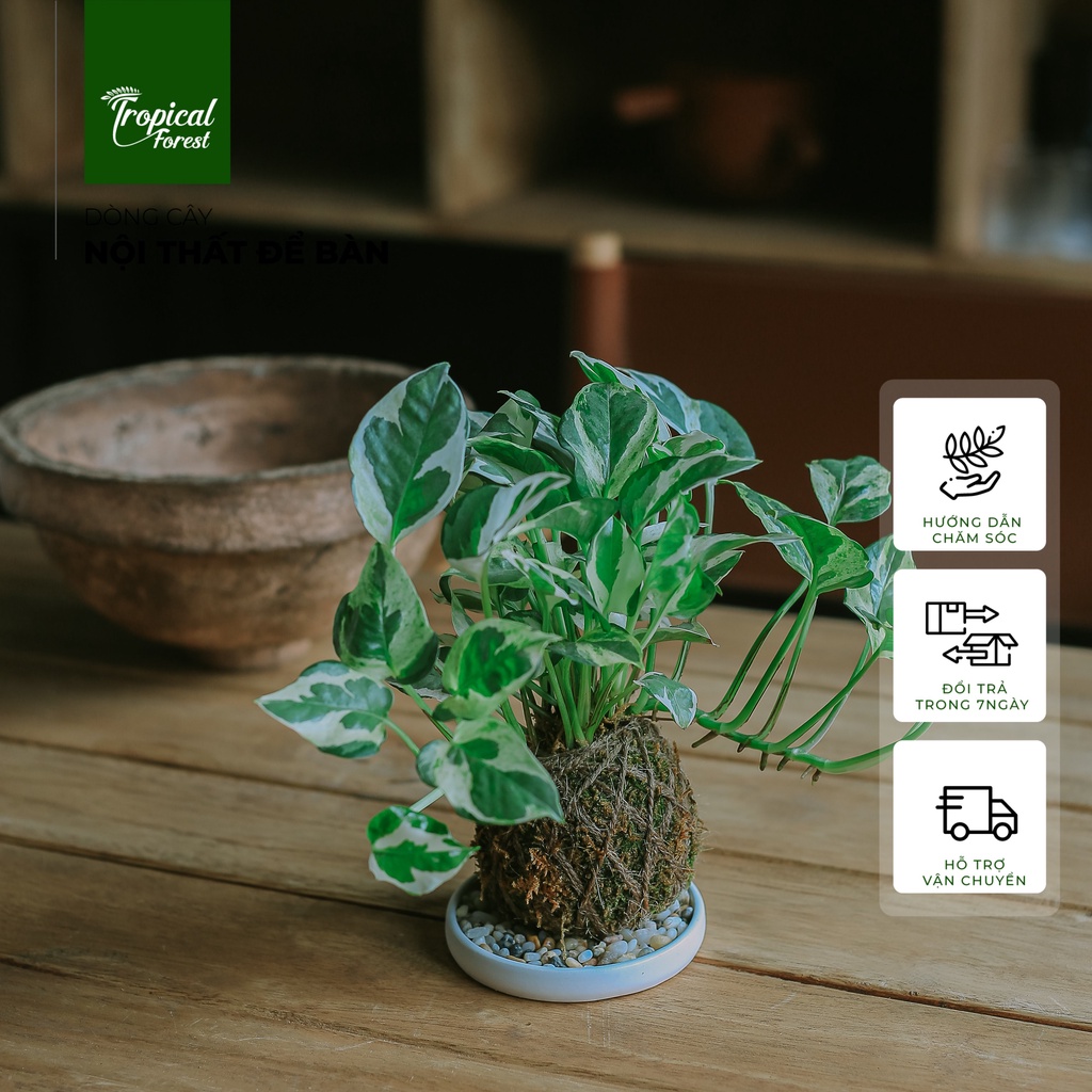 Chậu cây KOKEDAMA nhiệt đới TROPICAL FOREST