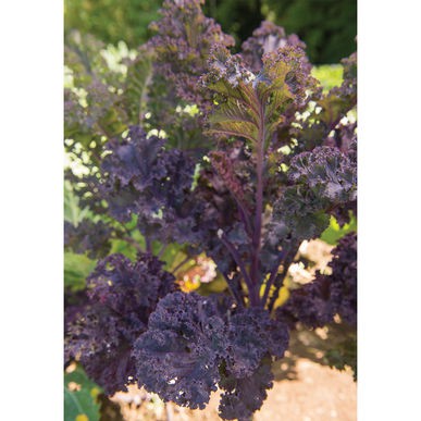 Hạt giống cải kale tím Scarlet F1 mỹ