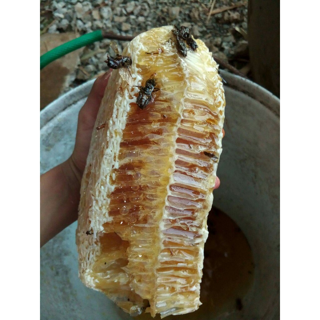Mật ong rừng tràm U Minh nguyên chất 500ml