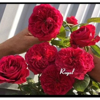 Cành Chiết Hoa Hồng Ngoại Royal. (Giống Hoa Hồng)