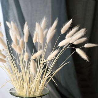 50 Cành hoa đuôi thỏ xinh xắn