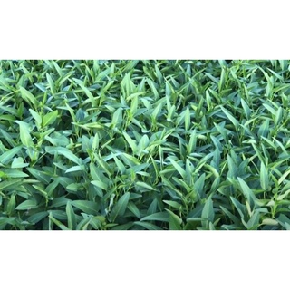 Hạt Giống MẦM RAU MUỐNG