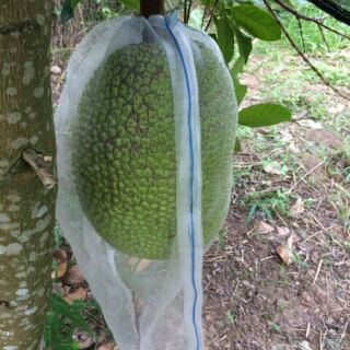 Túi lưới bọc mít cước thái ( 20 túi) 50x70cm