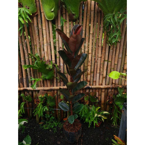 Cây Đa búp đỏ