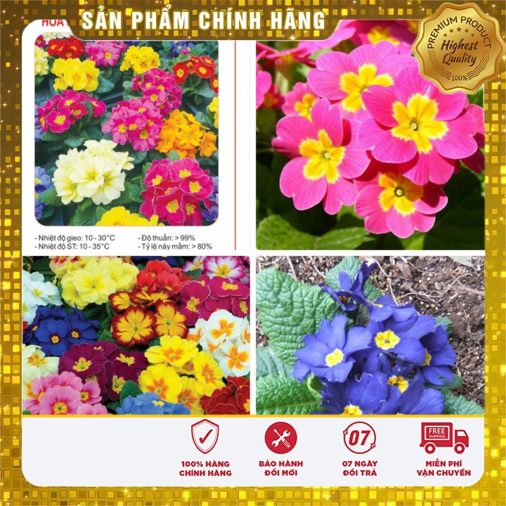 Hạt giống Hoa Báo Xuân 50 Hạt