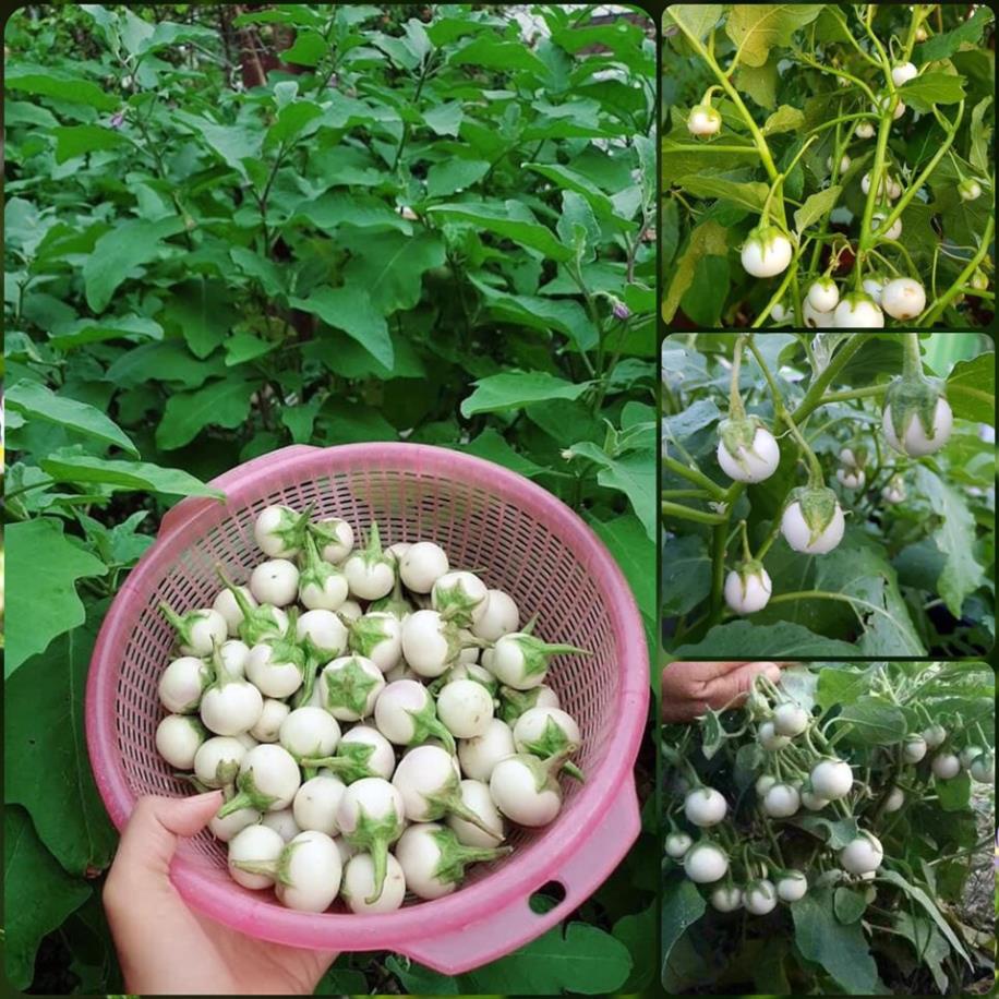 Hạt Giống Cà Pháo Trắng Cao Sản F1⚡️ Sinh Trưởng Khỏe Chống Chịu Sâu Bệnh