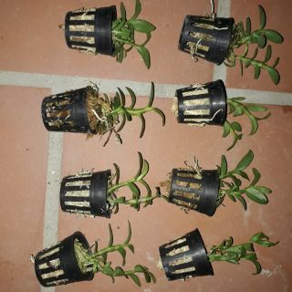 5 CT mắt xước ( combo 2 cốc)