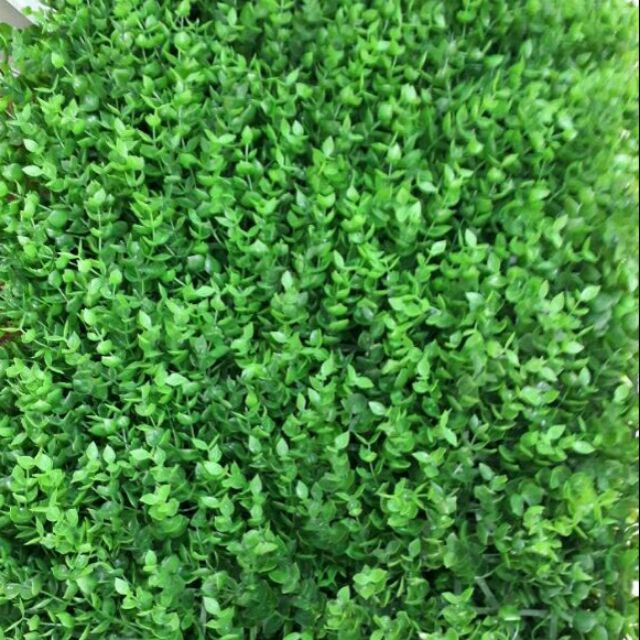 Cỏ tai chuột giá rẻ