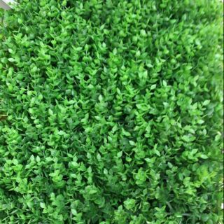 Cỏ tai chuột giá rẻ