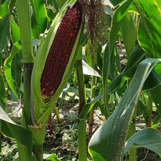 🌽🌽🤗BẮP NỮ HOÀNG ĐỎ🌽🌽😍