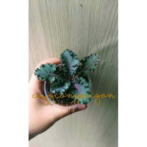 Cây Cải Kale Xoăn Tím