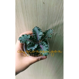 Cây cải kale xoăn tím