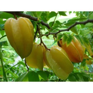 CÂY GIỐNG KHẾ NGỌT