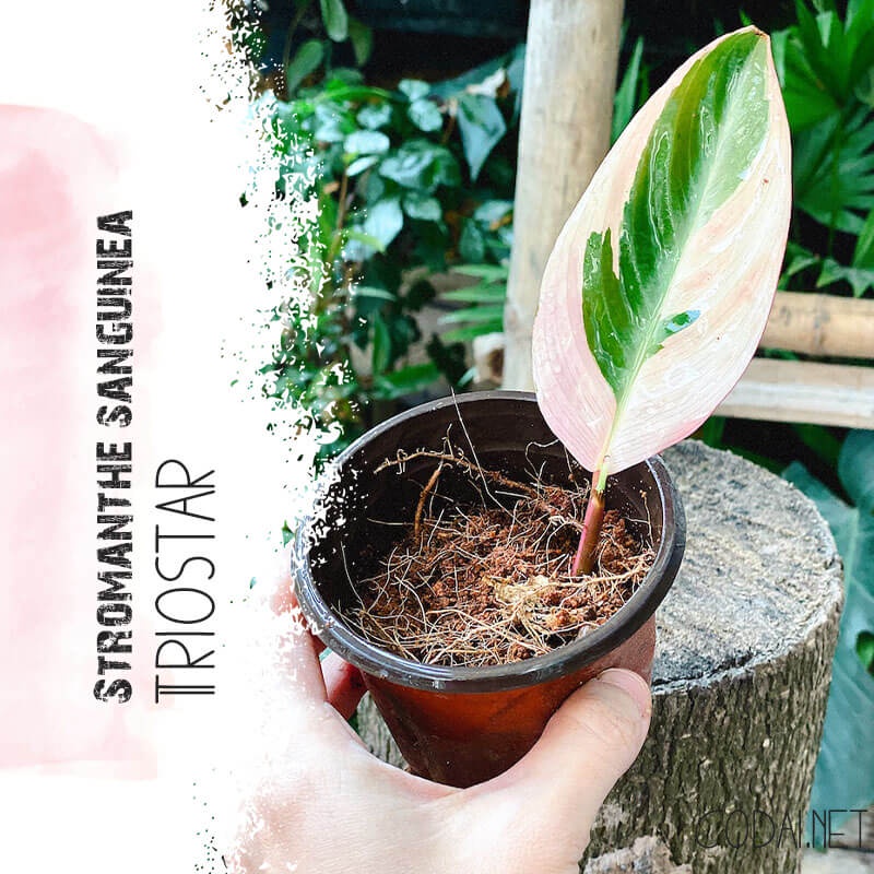 Cây giống Stromanthe sanguinea Triostar (Tam Sắc Tam Tài) chậu nhựa 8cm