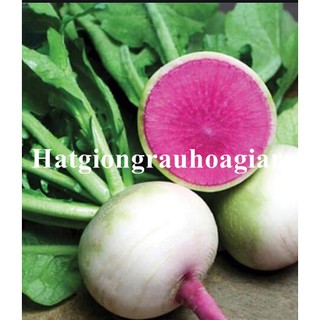 Hạt giống Củ cải Cherry trắng ruột đỏ  tặng kích mầm và hướng dẫn ươm trồng