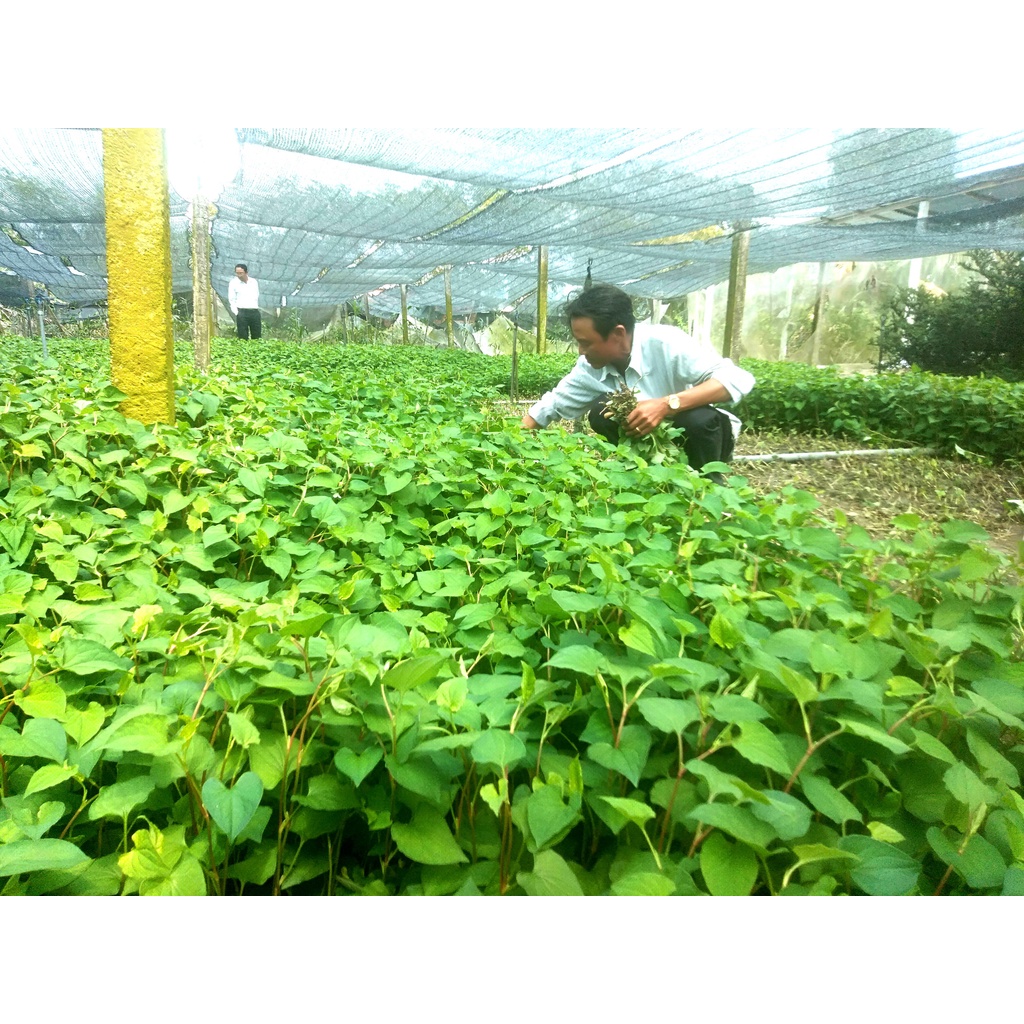 Hộp 500g Bột rau Diếp Cá nguyên chất sấy lạnh hàng mới 2022