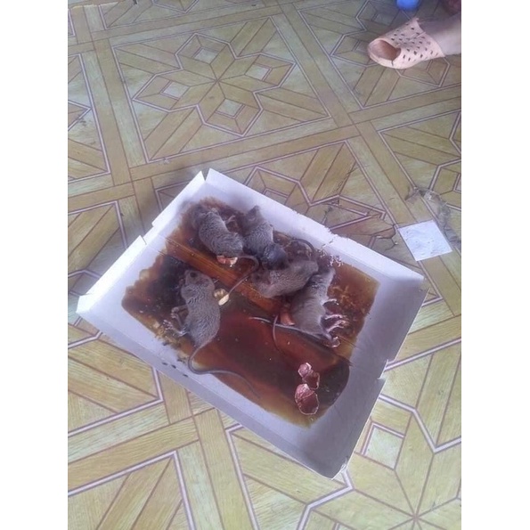 Dũng sỹ diệt chuột An phát, keo dính chuột an toàn hiệu quả