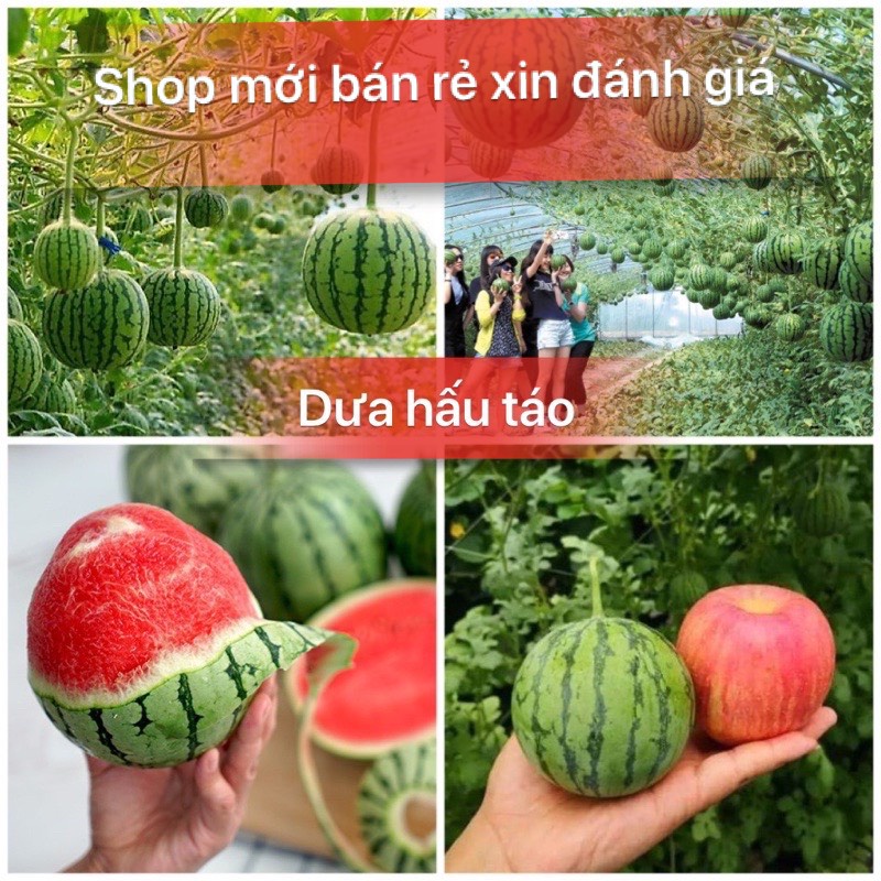 Hạt Giống Dưa Hấu Táo Cao Sản F1