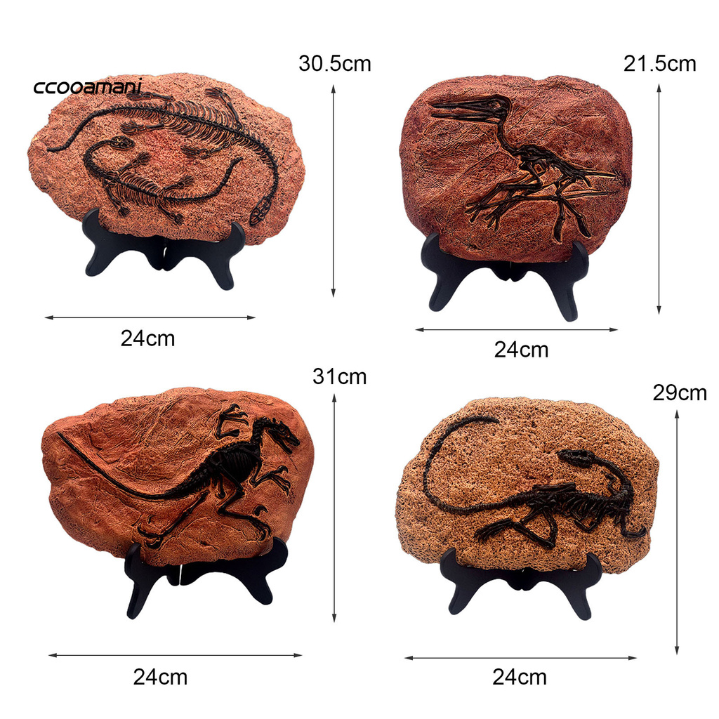 FOSSIL FOSSIL Mô Hình Xương Khủng Long Dễ Dàng Làm Quà Tặng