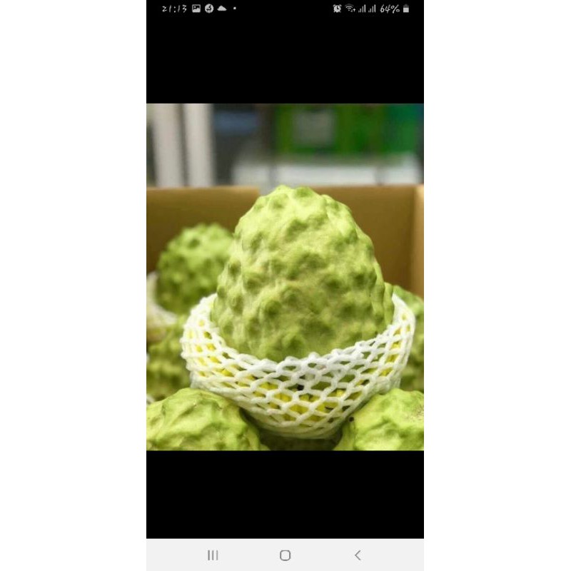 CÂY GIỐNG NA DỨA ĐÀI LOAN