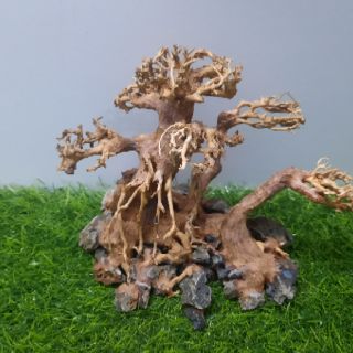 LŨA BON SAI 3 Thân cấy rêu ( N23cm C16c-sâu 10cm)