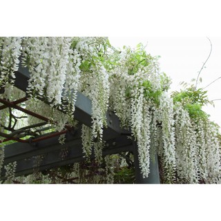 Hạt giống hoa tử đằng (mix màu hoặc riêng màu tím)