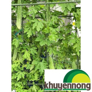 Hạt giống mướp đắng nhật bản 10 hạt