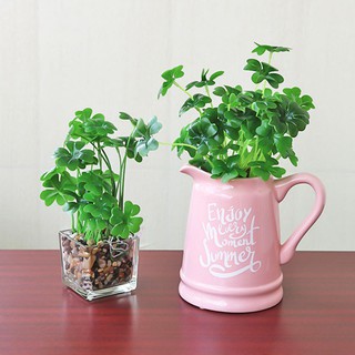Hạt Giống Cỏ Ba Lá ( Cỏ 3 Lá) - Túi 50 hạt