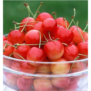 10 Hạt giống Cây Ăn Trái Cherry Đỏ (Kèm kích thích hạt nảy mầm)