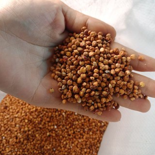 Bo bo đỏ 500GRAM thức ăn cho hamster,chim.
