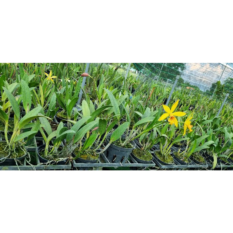 Hoa lan brass hiden gold