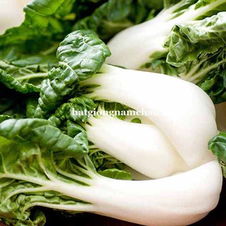 0.5 GR - HẠT GIỐNG CẢI SHIRO NGỌT