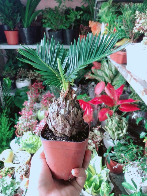 Cây Thiên Tuế Mini