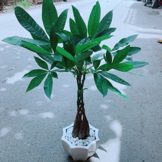 Chậu kim ngân 5 thân thắt bính