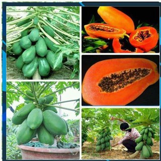 [BÁN CHẠY] CÂY GIỐNG ĐU ĐỦ RUỘT ĐỎ LÙN CAO SẢN THÁI LAN, SIÊU QỦA, SIÊU NGON, SIÊU KINH TẾ, CAM KẾT GIỐNG CHUẨN F1